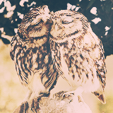 Porn photo emingaribov:  things i really really like ⇨ owls