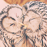 XXX emingaribov:  things i really really like ⇨ owls photo