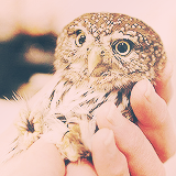 emingaribov:  things i really really like ⇨ owls porn pictures