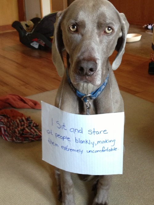 thatfunnyblog:  My roommate’s dog Apollo, follows people around the house and just stares. Around corners, doorways, he just appears and stares at you Funny Stuff you like? 