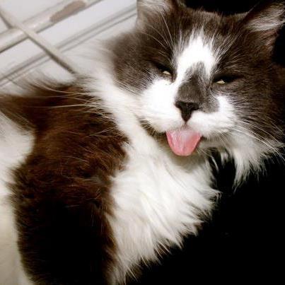 cutest-cats:  My sweetie Max waking from his nap
