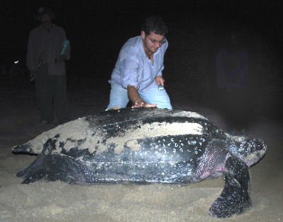 Temporada 2009-2010
Un buen año para la tortuga Laud (es una lástima cuando se piensa que hace 30 años había 80 mil hembras anidando en México y hoy no superan las 2 mil.
• Total de nidadas protegidas
Laud: 26
Golfina: 583
Prieta: 0
• Total de huevos...