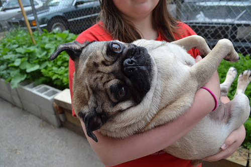 5exnoise:pugs are seriously perf