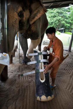 archiemcphee:  Meet Motala, a 50 year old elephant from Thailand who lost her front left leg in 1999 after stepping on a land mine left over from ongoing conflicts along the Thai-Myanmar border. When the accident occurred Motala was a working elephant who