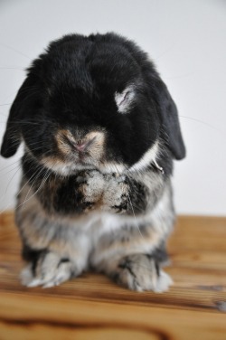 Tiff-Xny:  Guys, I’m Getting 2 Lop Bunnies Next Week! So Freaking Excited ╳ 