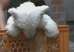 omniumbruten:  omg *.*  I 2nd that