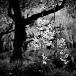 japanlove:  Sakura blooming ‘11-01 by haribote on Flickr.