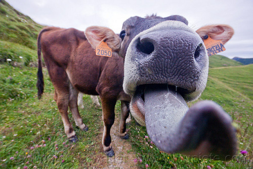 (via DSC09634 - Funny Cow Tongue | Flickr - Photo Sharing!)