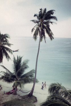 tropical-prd:  follow me: tropical-prd for