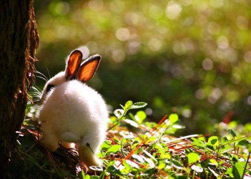 lescoupsdecoeurdetara:  Bunny butt by *PatriciaVazquez  