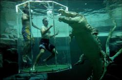 escapekit:  Cage of death If you’re like me and like getting your adrenaline going the Cage Of Death crocodile dive experience is right for you. Operated by an over-head monorail, the Cage of Death suspends you over the beast’s lair before submerging