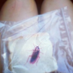 me-cago-en-ti:  Una cucaracha en mi sandwich !!!  (Taken with Instagram)