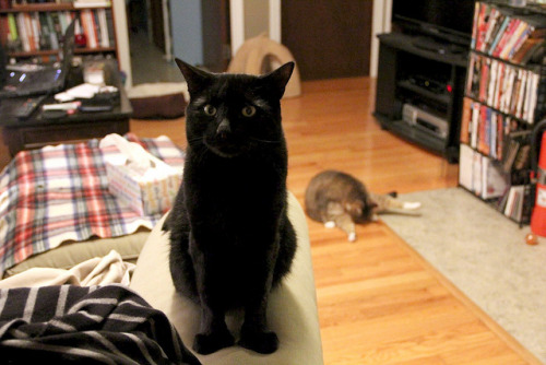 Iz she cleaning her crotch again behind me?(via Flickr: robiη elizabeth&rsquo;s Photostream)