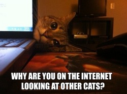 joehundredaire:  Overly attached kitty - Imgur 