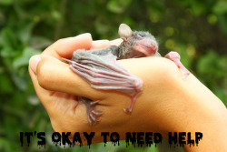 inspirationalbats:  [IMAGE: A baby Egyptian fruit bat being held by a human. It is curling its wing around the human’s hand and appears to be sleeping. At the bottom, in a black melty font, it reads: “IT’S OKAY TO NEED HELP.”]Suggested by tansytea! 