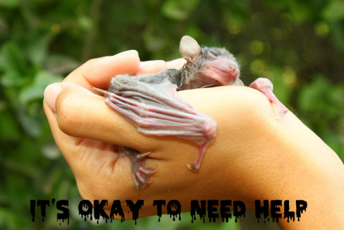 inspirationalbats:  [IMAGE: A baby Egyptian fruit bat being held by a human. It is curling its wing around the human’s hand and appears to be sleeping. At the bottom, in a black melty font, it reads: “IT’S OKAY TO NEED HELP.”]Suggested by tansytea! 