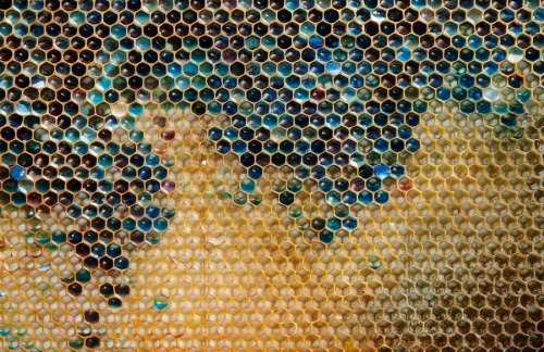 SACRE BLEU A Colored Honeycomb From A Beehive Is Seen In Ribeauville, France On Oct. 5. Local Beekeepers