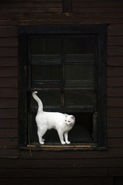 earthlynation:  cat in the window by ella muller 