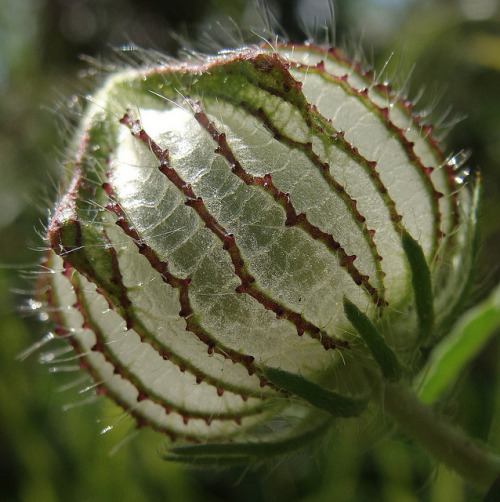 phoco: glassy seedpod on Flickr.