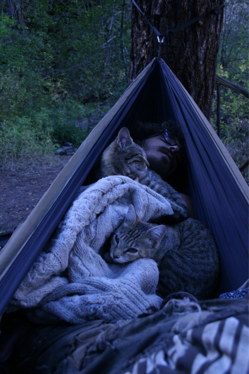themonsterblogofmonsters: Kneazles are known to make good companions for the outdoorsy wix, often jo