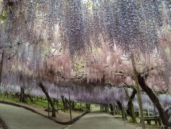 kelledia:  Fuji Matsuri, or the Wisteria