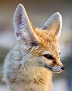 themondaynightwars:  beautiful-wildlife:  Fennec Fox Portrait    so cute!!!
