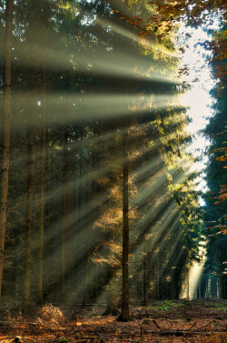 bluepueblo:  Sunray Forest, The Netherlands