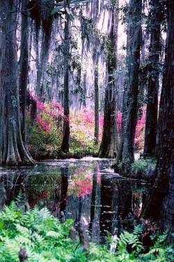 bluepueblo:  Autumn, Cypress Gardens, Florida photo via shiloh 