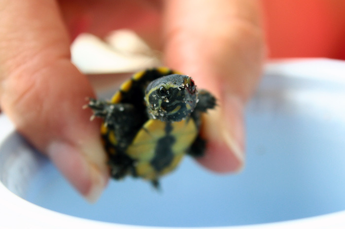 -ryan:  My mom and I found this little baby turtle in our driveway! It’s so cuuuute.