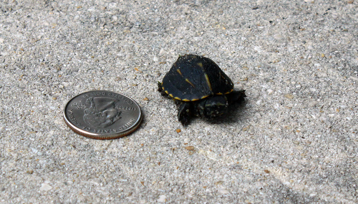 -ryan:  My mom and I found this little baby turtle in our driveway! It’s so cuuuute.