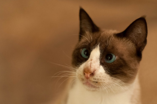 The Staredown (via 500px / Photo &ldquo;`The Staredown&rdquo; by Ron N.)