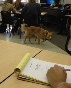 spook-the-ass:  So my math professor brought his dog to class, and she kept whining (the floor was cold) so he picked her up and carried her around. 