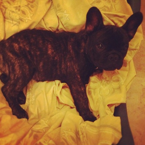 puppysitting for @workingclasstattoos #puppy #petsagram #cute #frenchbulldog (Wurde mit Instagram au