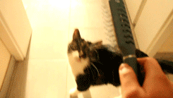 mikeyroarrr:   frenchmochajazzy:  onlylolgifs:  Cat brushing himself  Oh my God it’s