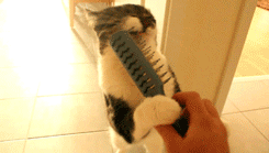 mikeyroarrr:   frenchmochajazzy:  onlylolgifs:  Cat brushing himself  Oh my God it’s