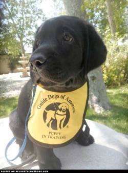 Aplacetolovedogs:  Imgur Guide Dogs Of America, Puppy In Training  So Far, The Only