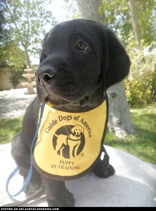 aplacetolovedogs:  imgur Guide Dogs of America, puppy in training  So far, the only Labradors I really like, are the black ones. Maybe ‘cause my girlfriend’s mom has 1 and I saw from being a puppy.