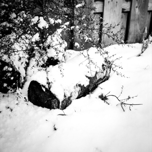 Snow Covered Log - shot this with a Kowa SIX using an 85mm f2.8 Kowa leaf shutter lens