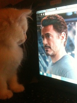 accio-downey:  looks like my cat adores rdj well she learned from the best 