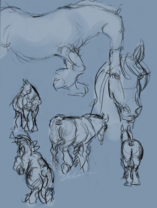 Draft horse drawing studies part 2! Spamming you guys because I never post anything.