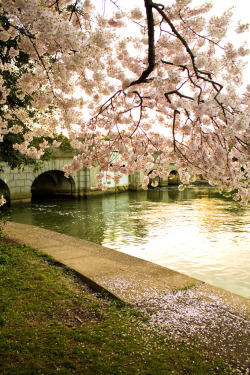 ethertune:  blossoms by the basin (By christinechophotography)