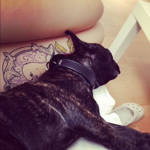 sunday chilling with louis #puppy #thightattoo #frenchbulldog #petsagram (Wurde mit Instagram aufgen