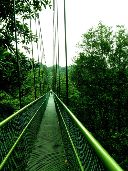 dontyoumournthesun: The rainforest walk.11.5 km isn’t too bad at all.  want more posts like this? 