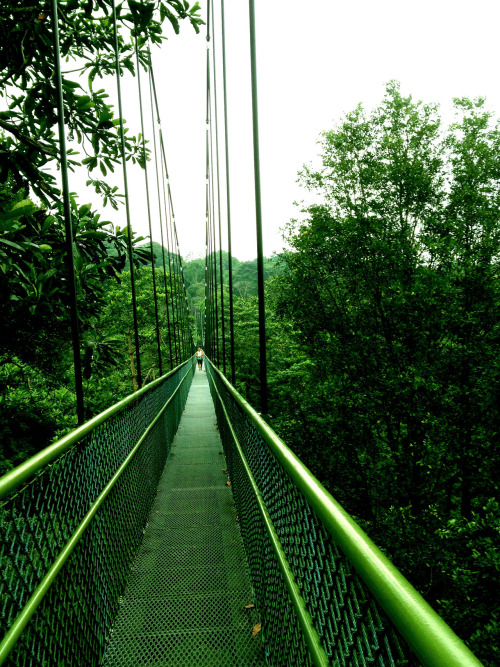 dontyoumournthesun:  The rainforest walk.11.5 km isn’t too bad at all.   want more posts like this? 