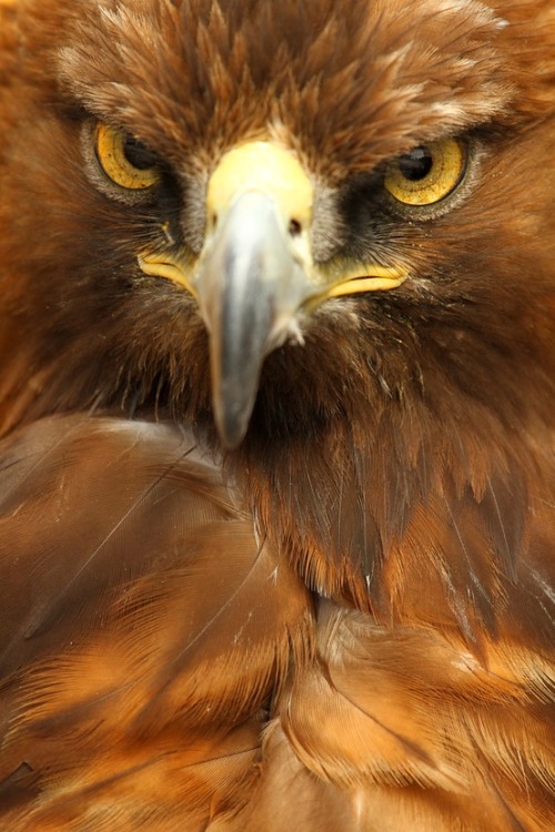 fairy-wren: golden eagle (photo by alan hinchliffe)