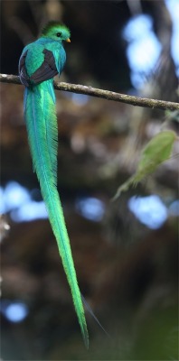 fairy-wren:  resplendent quetzal (photo by
