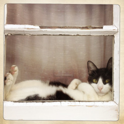 nob:  cat at the window (by * Patrícia *)