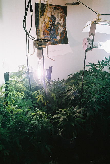 drugwar:  very pretty 