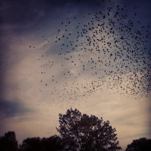 bird swarmtaken with Instagram