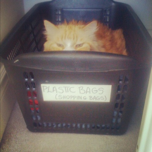 Stealth Kitty #incognito (Taken with Instagram)